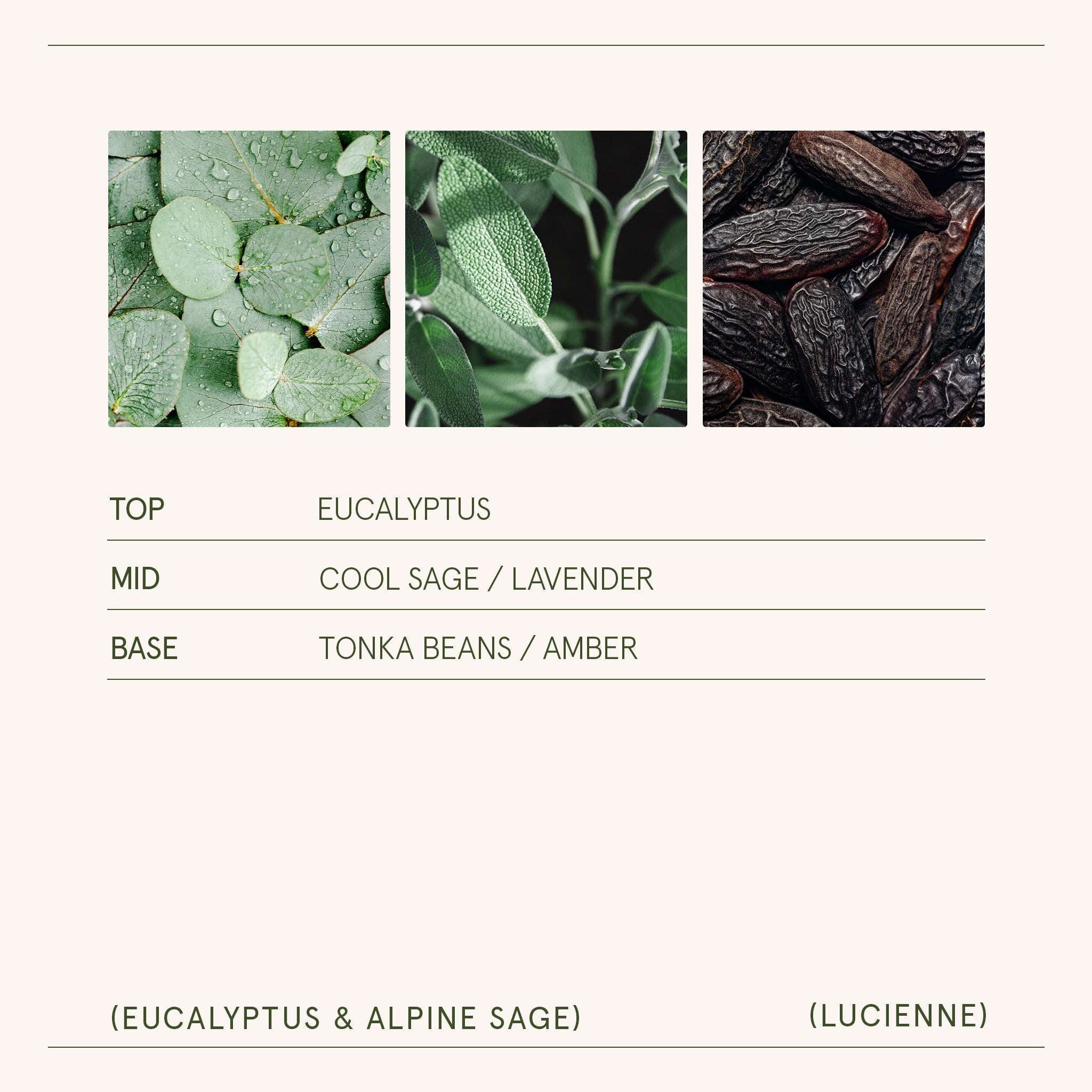 Lucienne - Eucalyptus & Alpine Sage Candle